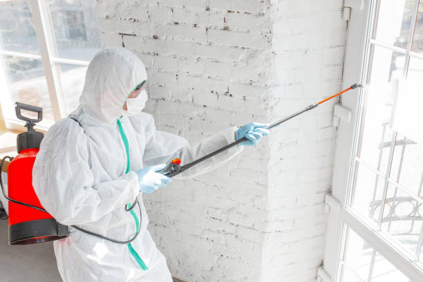 Best Mold Odor Removal Services  in Templeton, CA